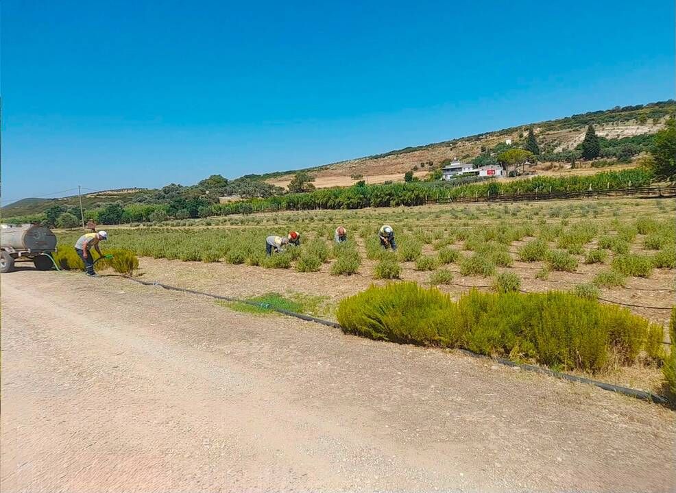 Didim Belediyesi Akköy tıbbi aromatik bitkiler ve süs bitkileri fidanlığında üretimi büyütüyor