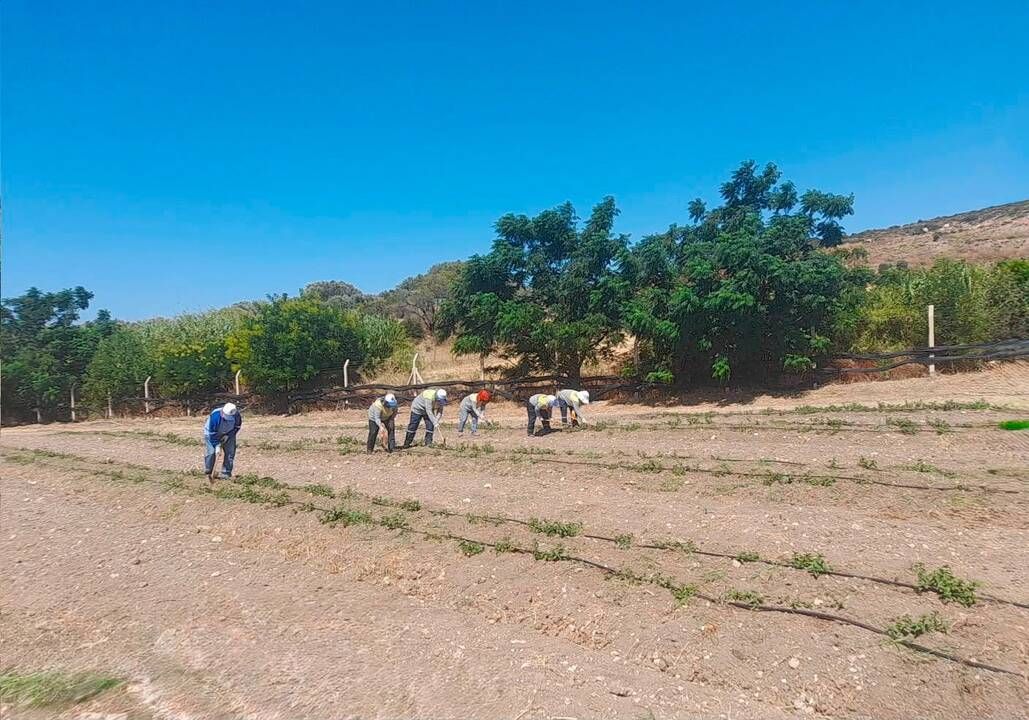 Didim Belediyesi Akköy tıbbi aromatik bitkiler ve süs bitkileri fidanlığında üretimi büyütüyor