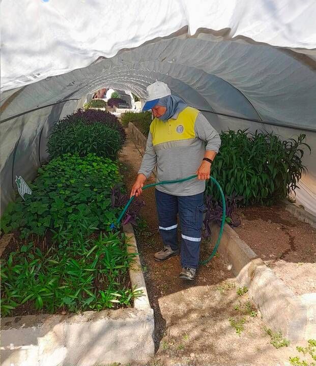 Didim Belediyesi Akköy tıbbi aromatik bitkiler ve süs bitkileri fidanlığında üretimi büyütüyor